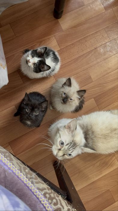 Персидские полукровки читать ниже