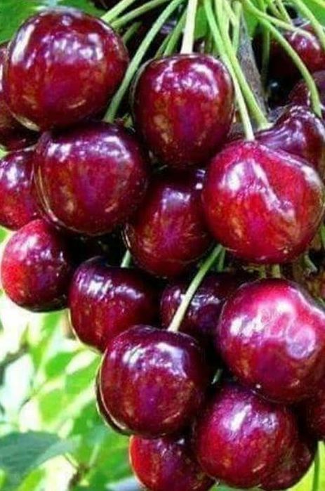 Pomi Fructiferi Columnari (Cires )