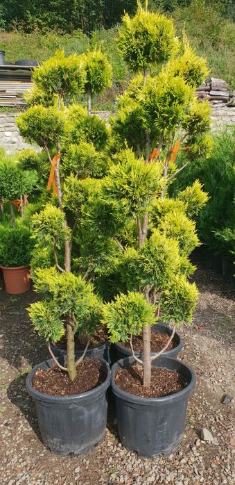 Pon pon,cu transport