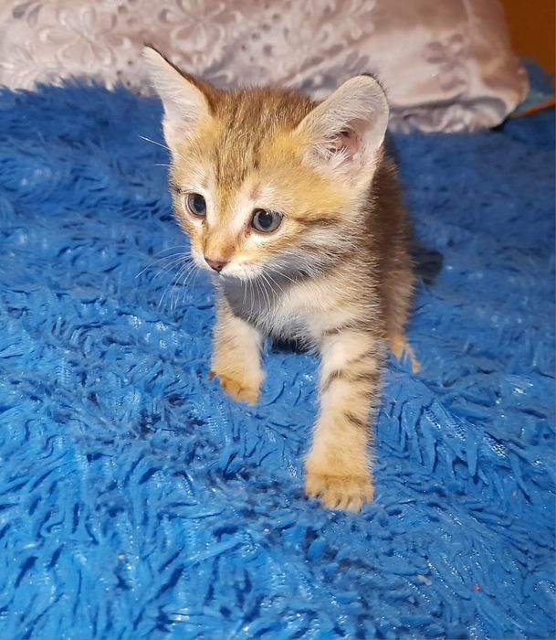Котенок мальчик в добрые руки