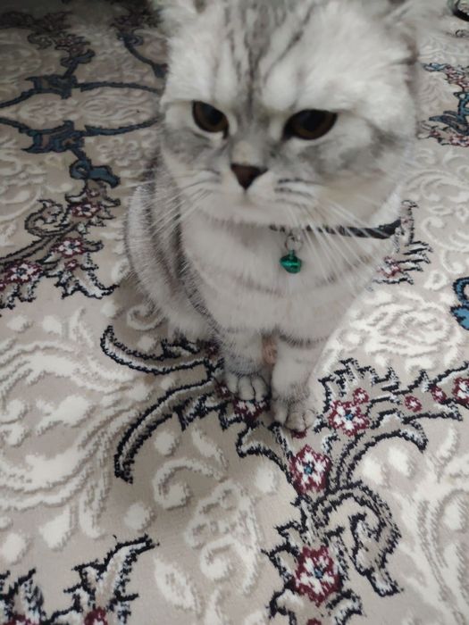 Shinshila urg'ochi 11oylik