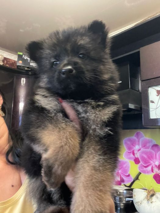 Щенки немецкой овчарки