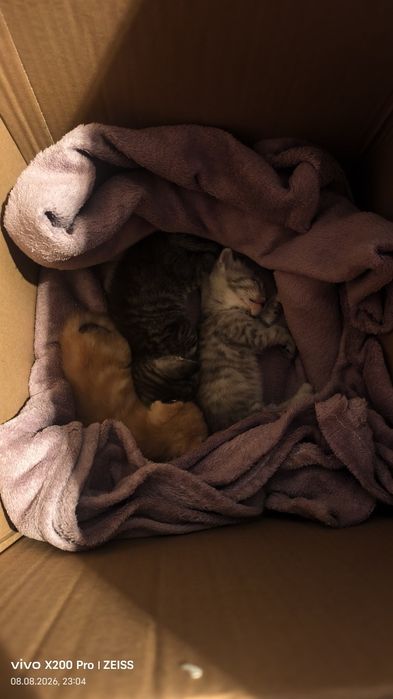 Маленький котенки