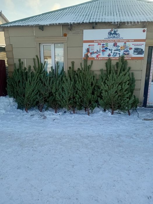 В продажи имеются елки