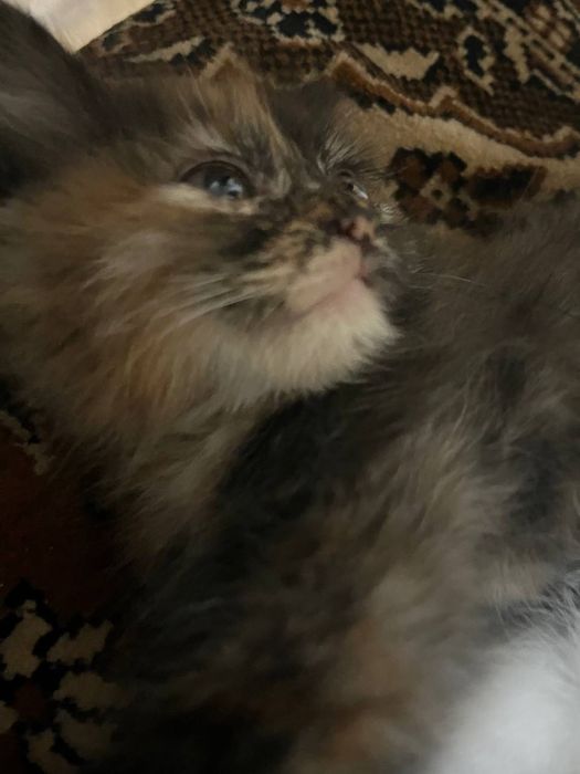 отдам котенка девочку