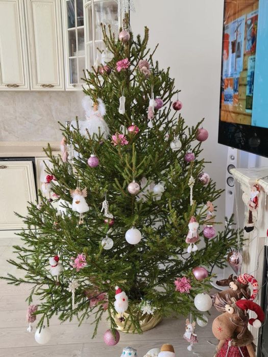 Живые, новогодние ёлки в оптом и в розницу