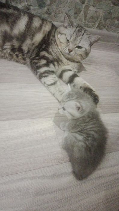 Шотландский котята