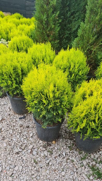 Vând plante ornamentale globulare