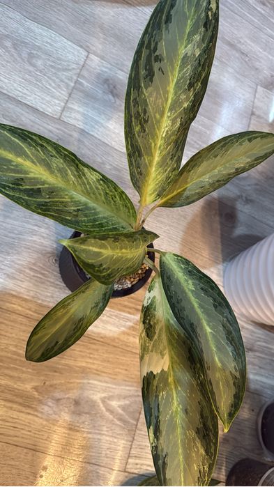 Аглаонема пинк мородок