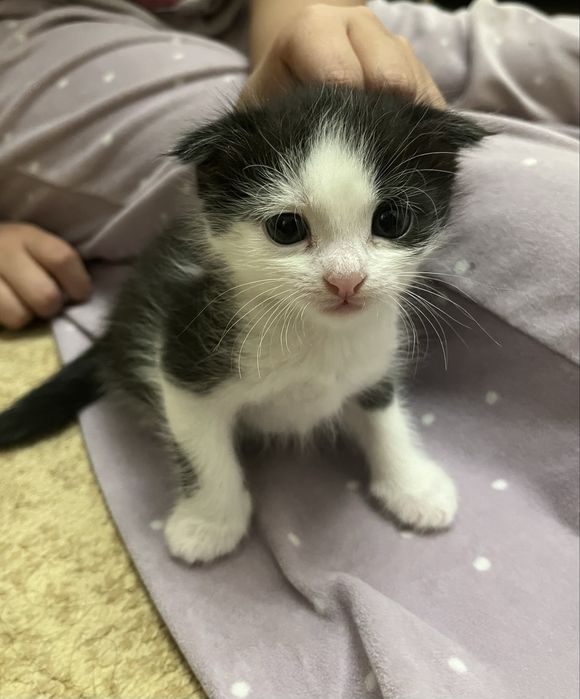 Отдам даром котят