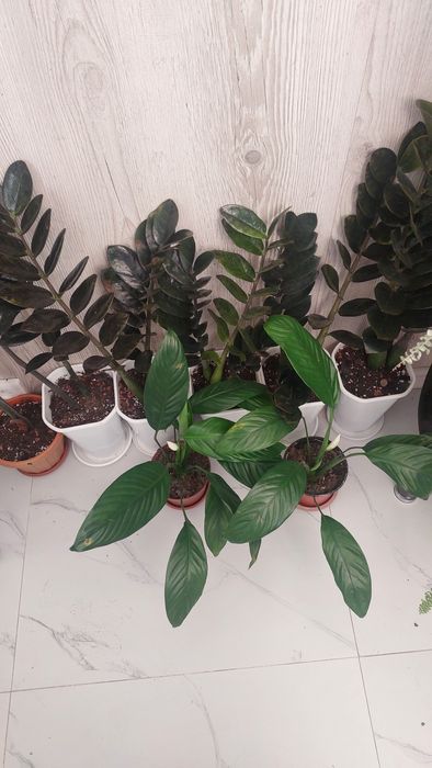 Комнатные растения.