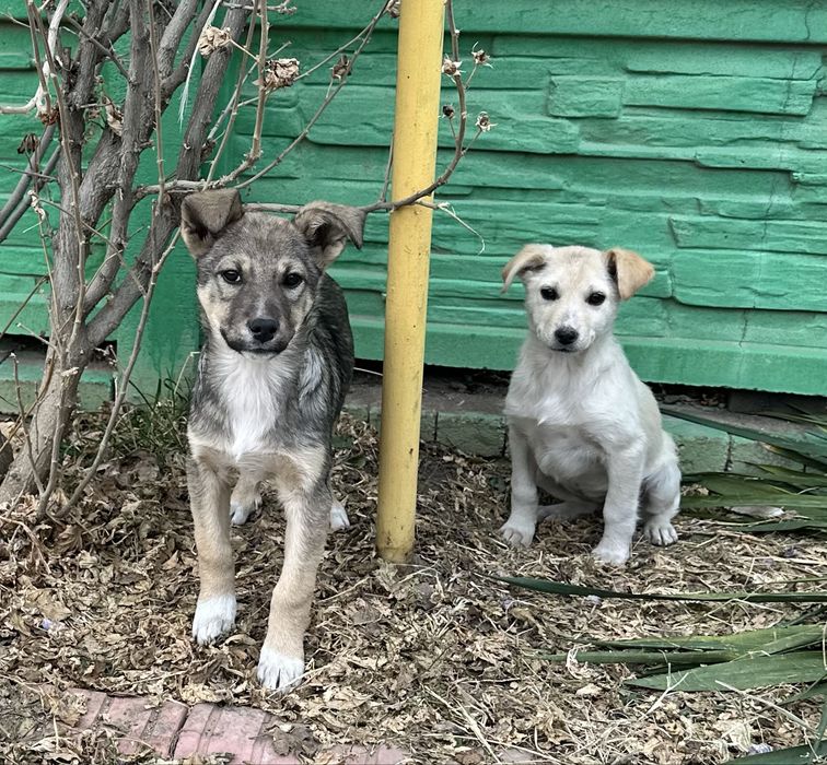 Щенок в добрые руки