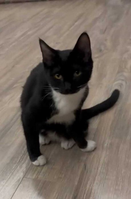 Отдам котят бесплатно