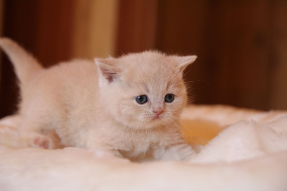 Британские котята
