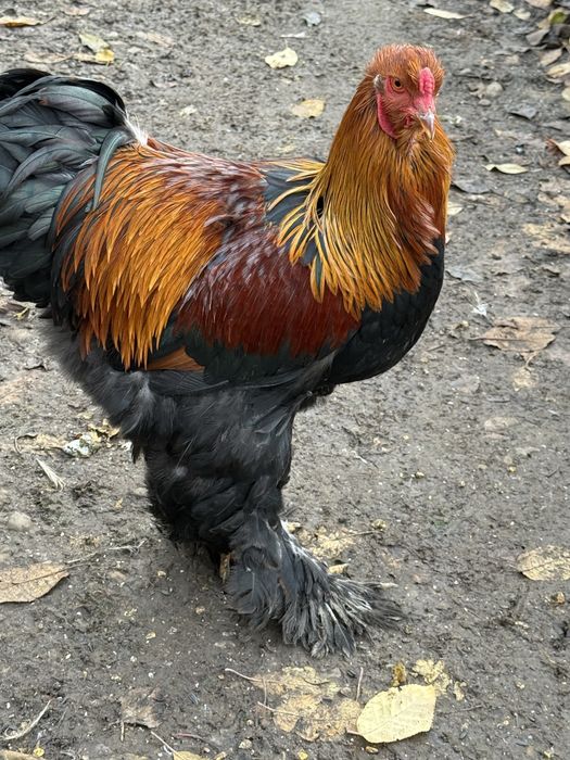 Cococi Brahma de TOP