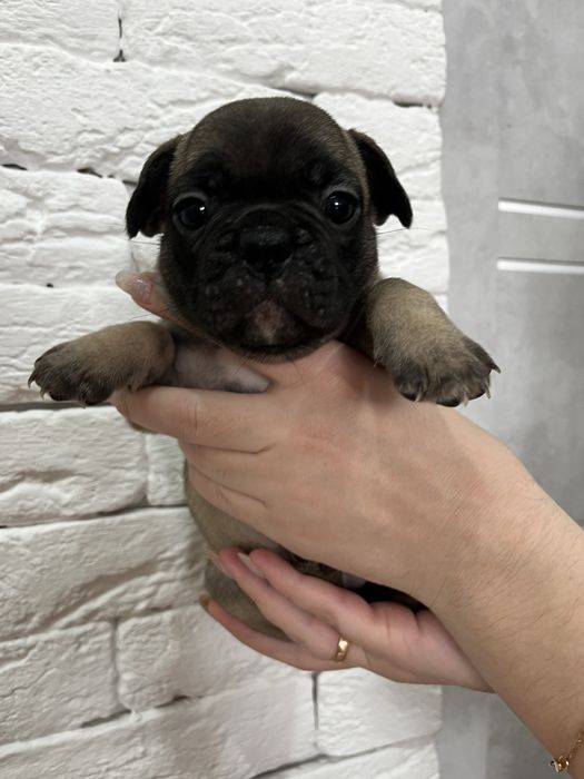 Шенки Француский бульдог !