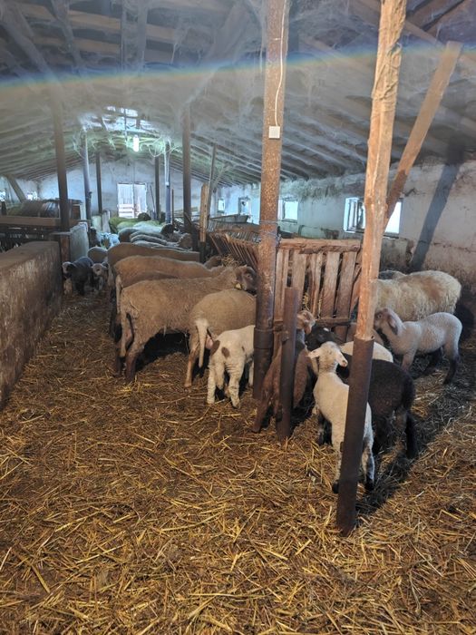 Vând 70 de oi cu mieii lângă ele