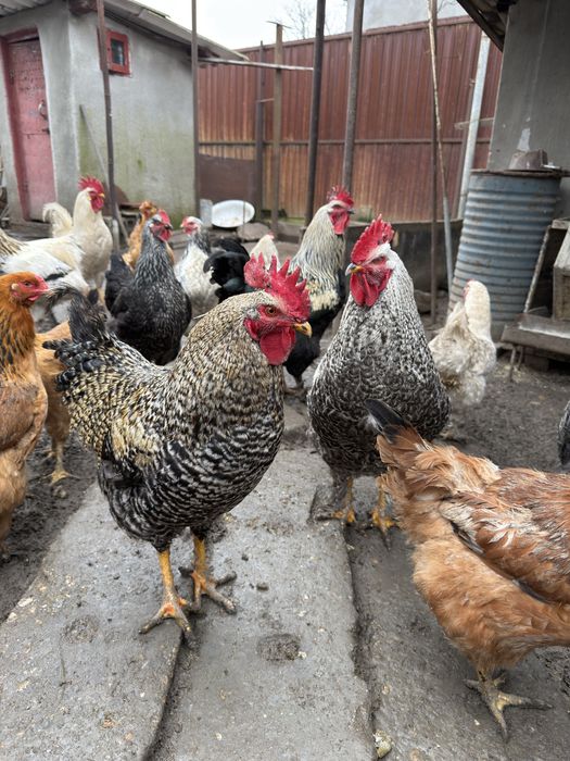 Cocosi din Iunie 2025