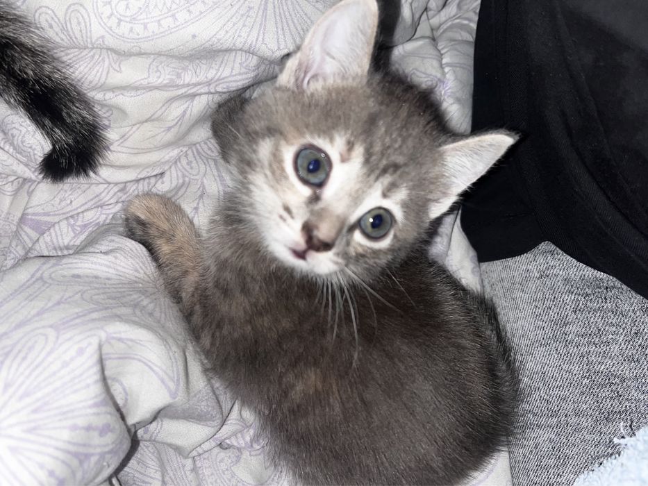 Отдам шустрых котят