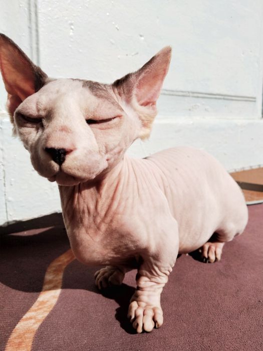 Сфинкс Бамбино девочка