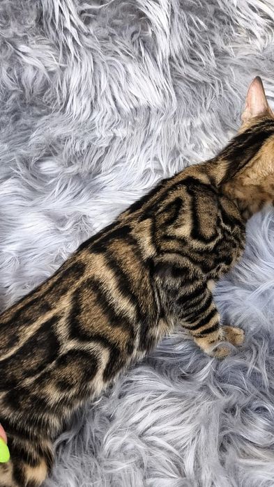 Бенгальские котята Золото