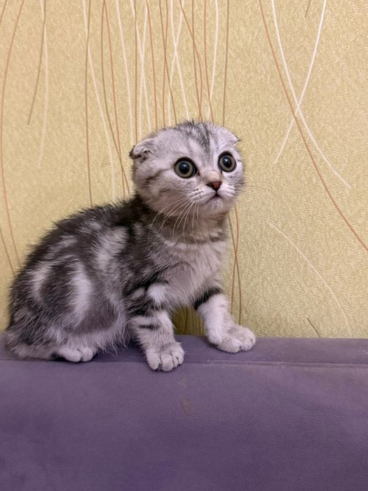 Scottish Fold (шотланд вислоухая)