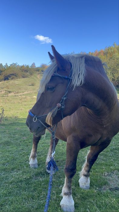 Iapa de vanzare! 7 ani