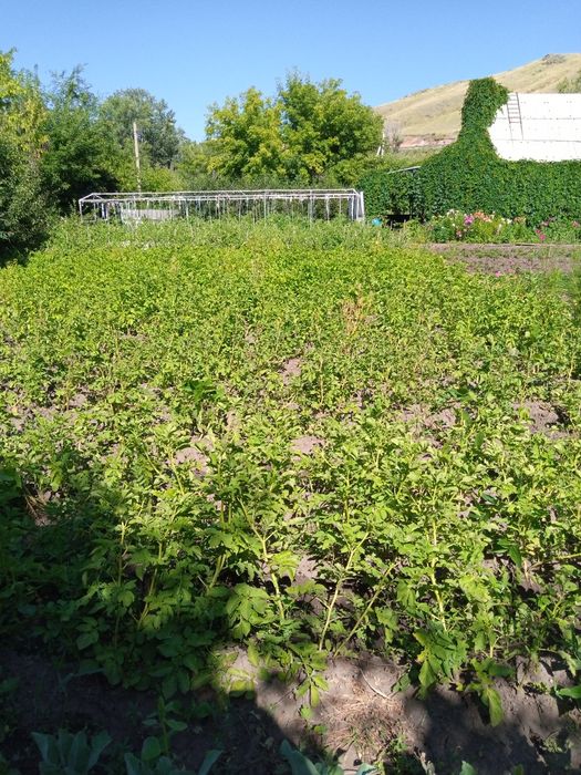 Продам дачу в обществе СПП, 9 соток