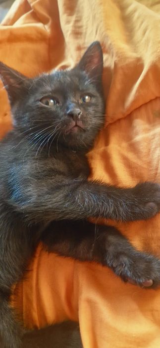 Отдам котят в хорошие руки