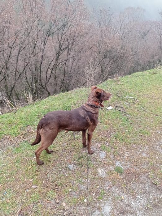 Подарявам ловджийско куче