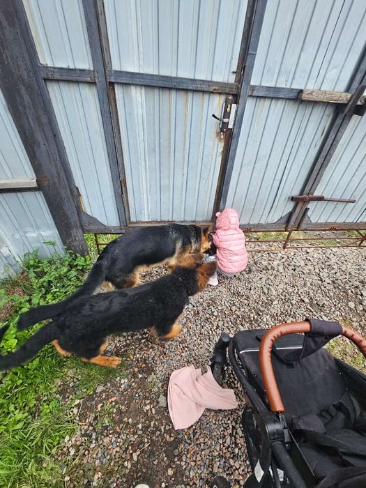 Щенки немецкой овчарки