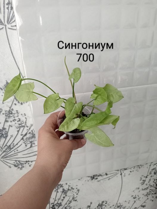 Продам комнатные цветы