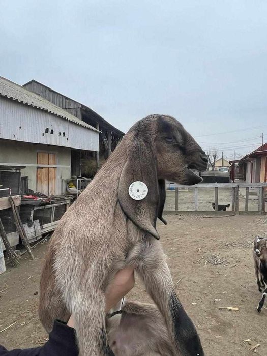 Vand Tap Anglonubian si Capre