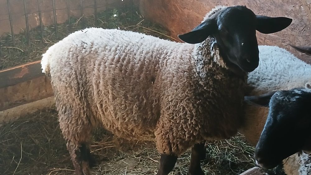 Vând berbec suffolk