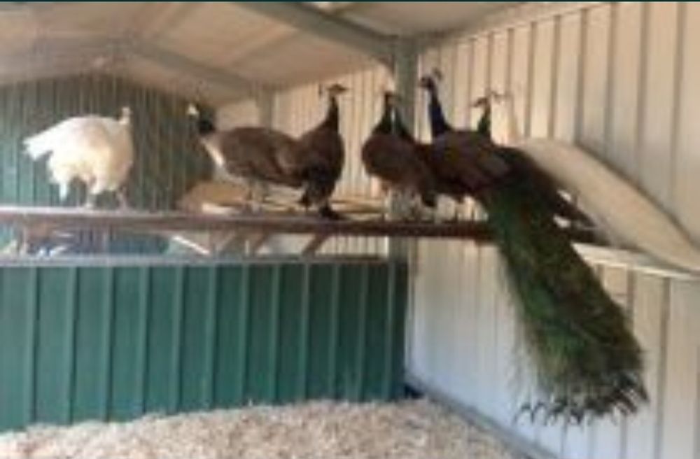 Индийский павлины .