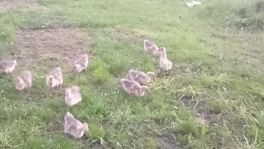 Vănd boboci de  găsgă 2 rase diferite