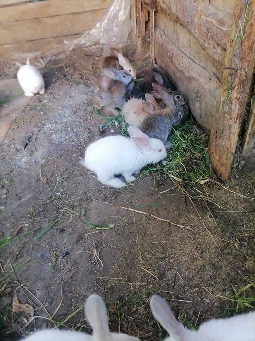 Продам крольчат 2 месяца