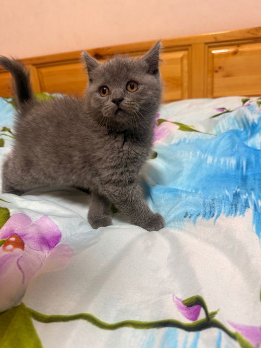 Британско момченце!