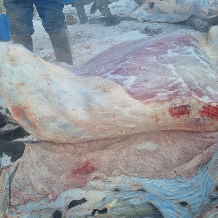 Продам согым конина