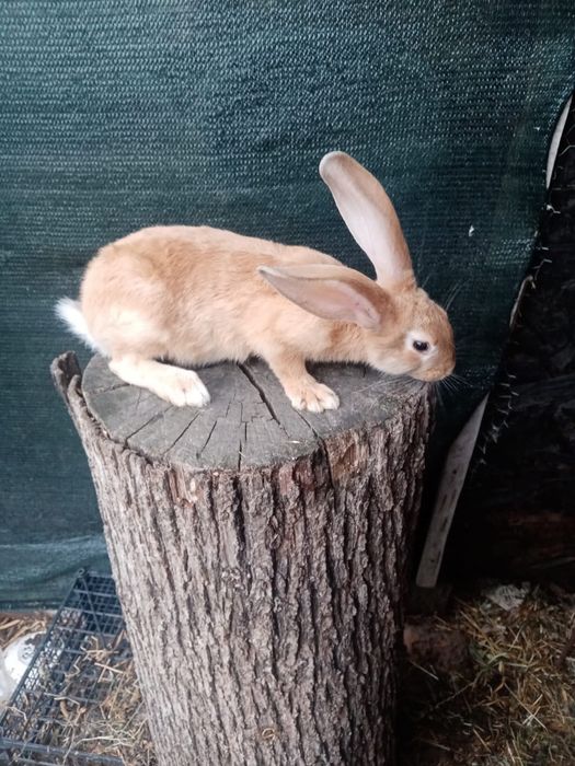 Vând iepuri hycoli francez!!