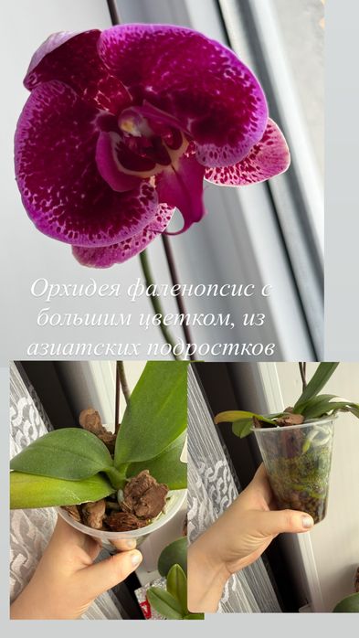 Орхидея фаленопсис сортовые