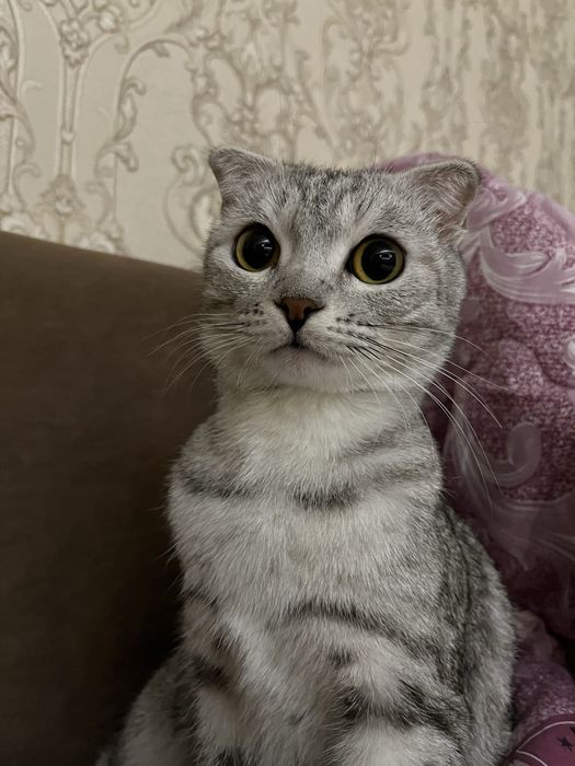 Шодланский кошка