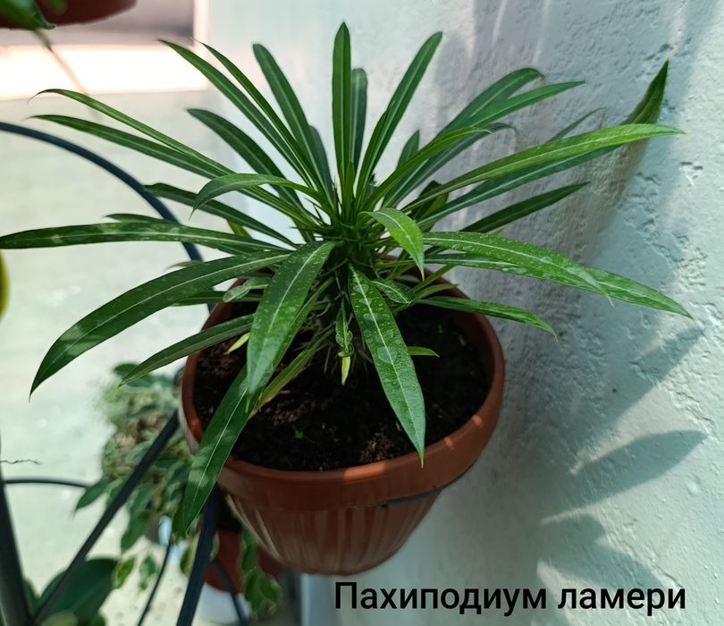 Продаются комнатные цветы
