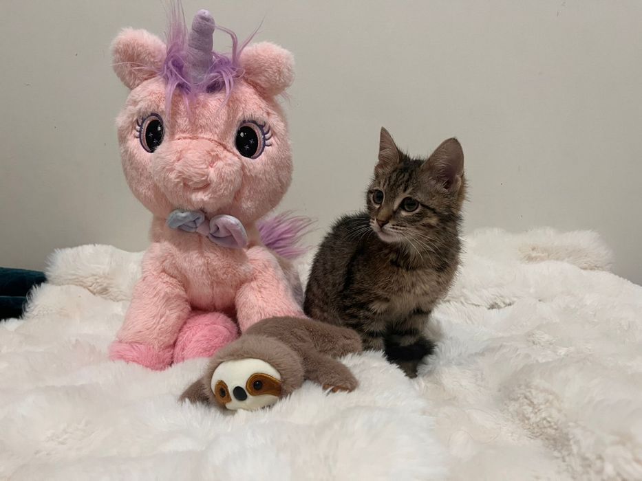 Добрейший котенок в добрые руки