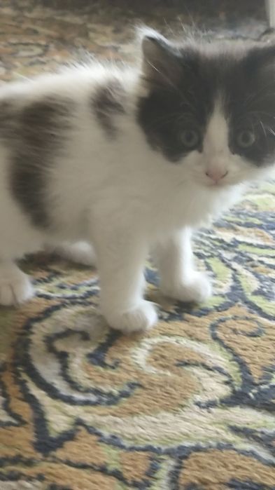 отдам котят в хорошие руки