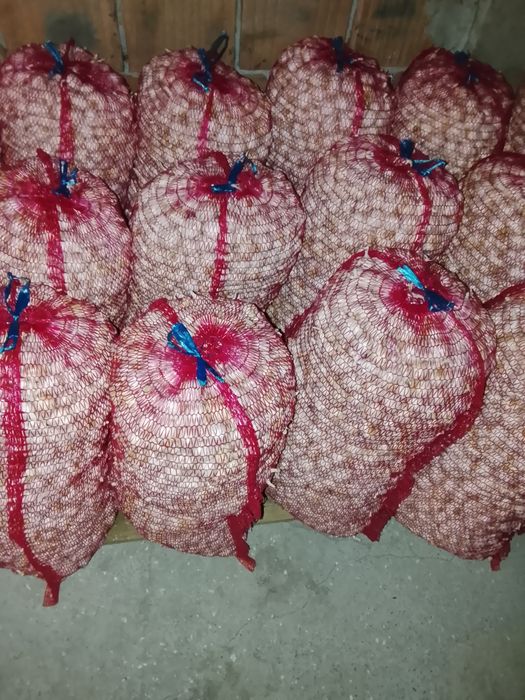 Usturoi de primavara