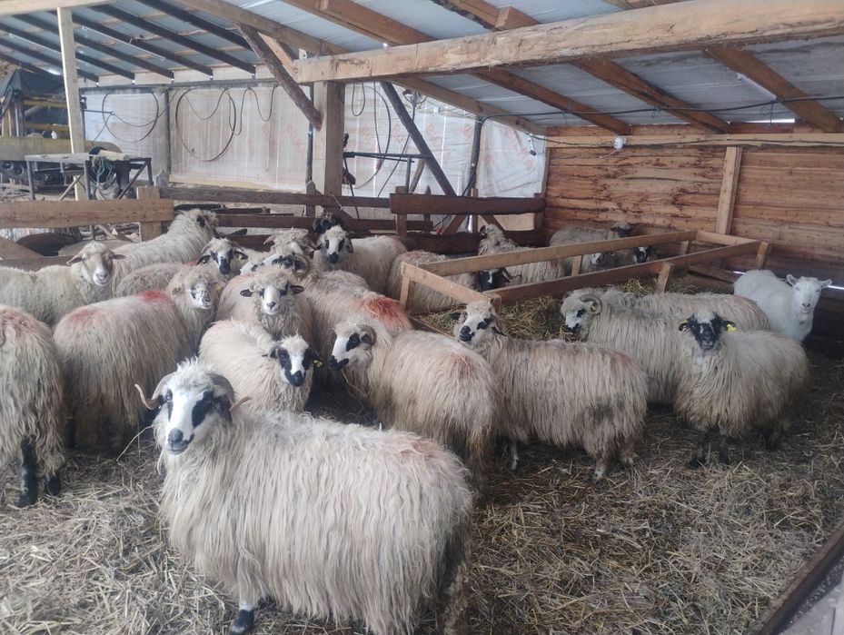 Vând  zece oi  tinere