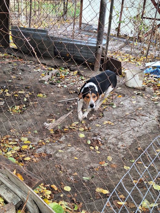 Гончие рабочие..