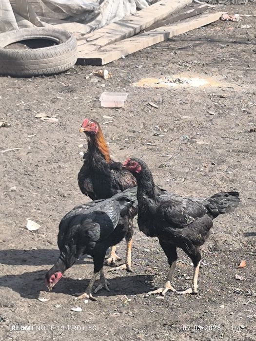 Доканы петух и 3 курецы