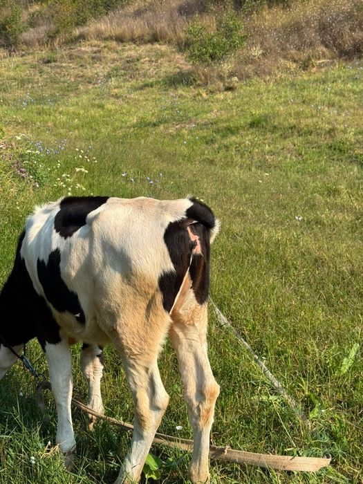 Vițea de 5 luni care este foarte bună si sănătoasă